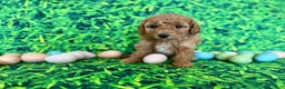 Mini Goldendoodle dogs for sale: Mint Collar  - Ad 1