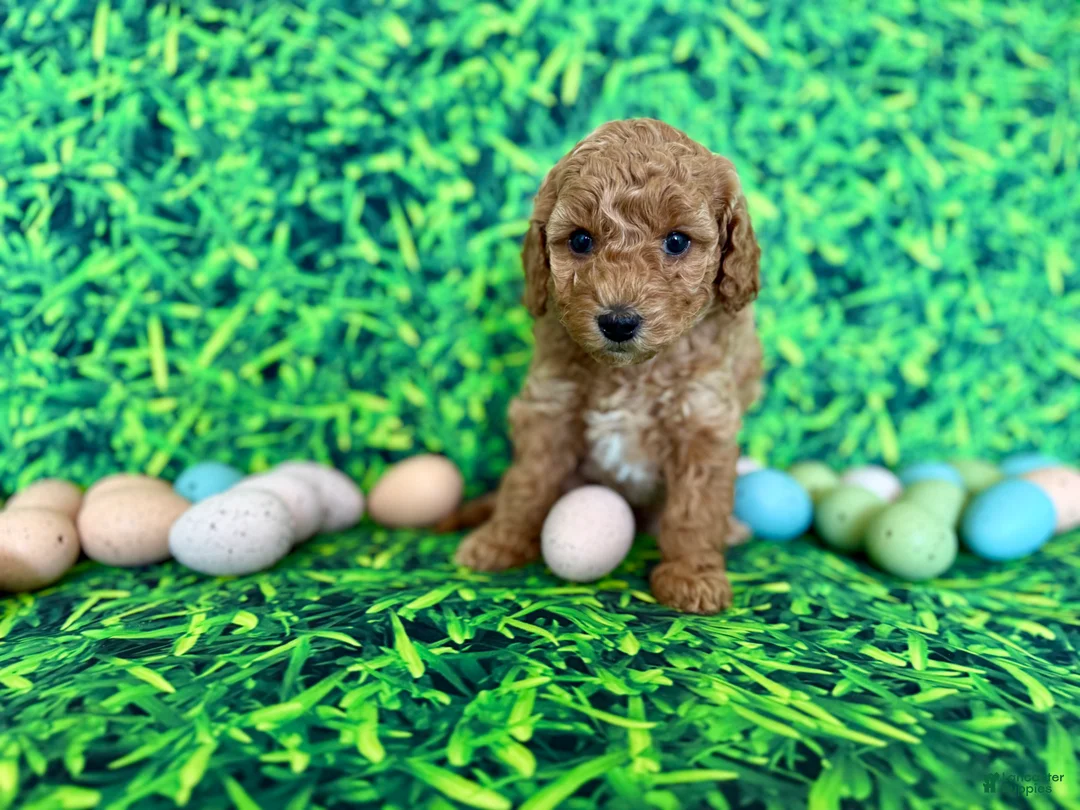 Mini Goldendoodle dogs for sale: Mint Collar  - Ad 1