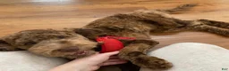 Mini Goldendoodle dogs for stud: Stud - Aiko - Ad 1