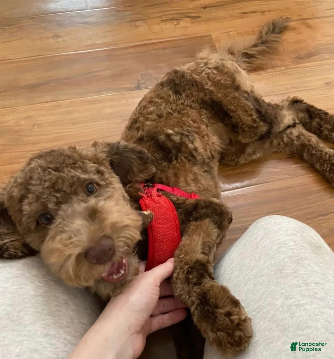 Mini Goldendoodle dogs for stud: Stud - Aiko - Ad 1