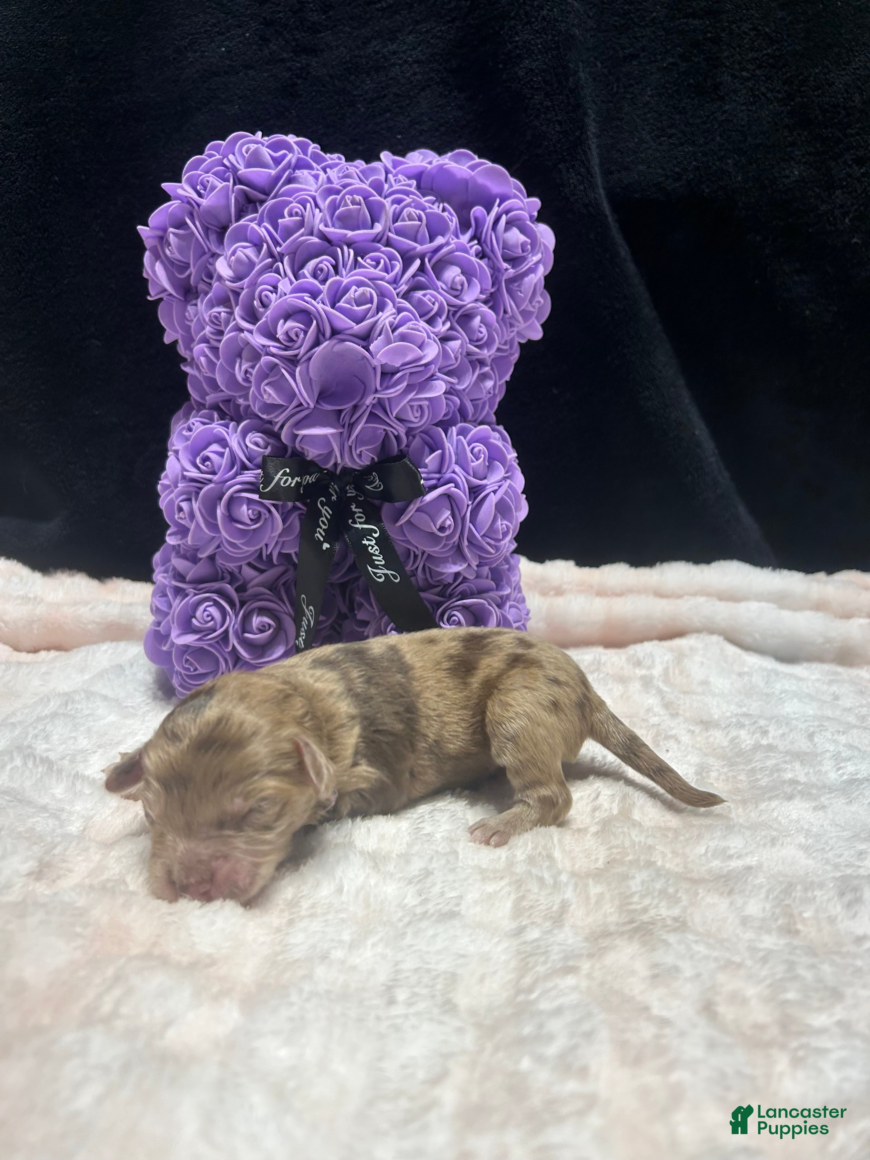 Mixed Breed dogs bear  - Ad 6