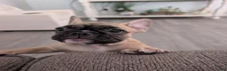 French Bulldog dogs for sale: French Bulldog Girl - Ad 5