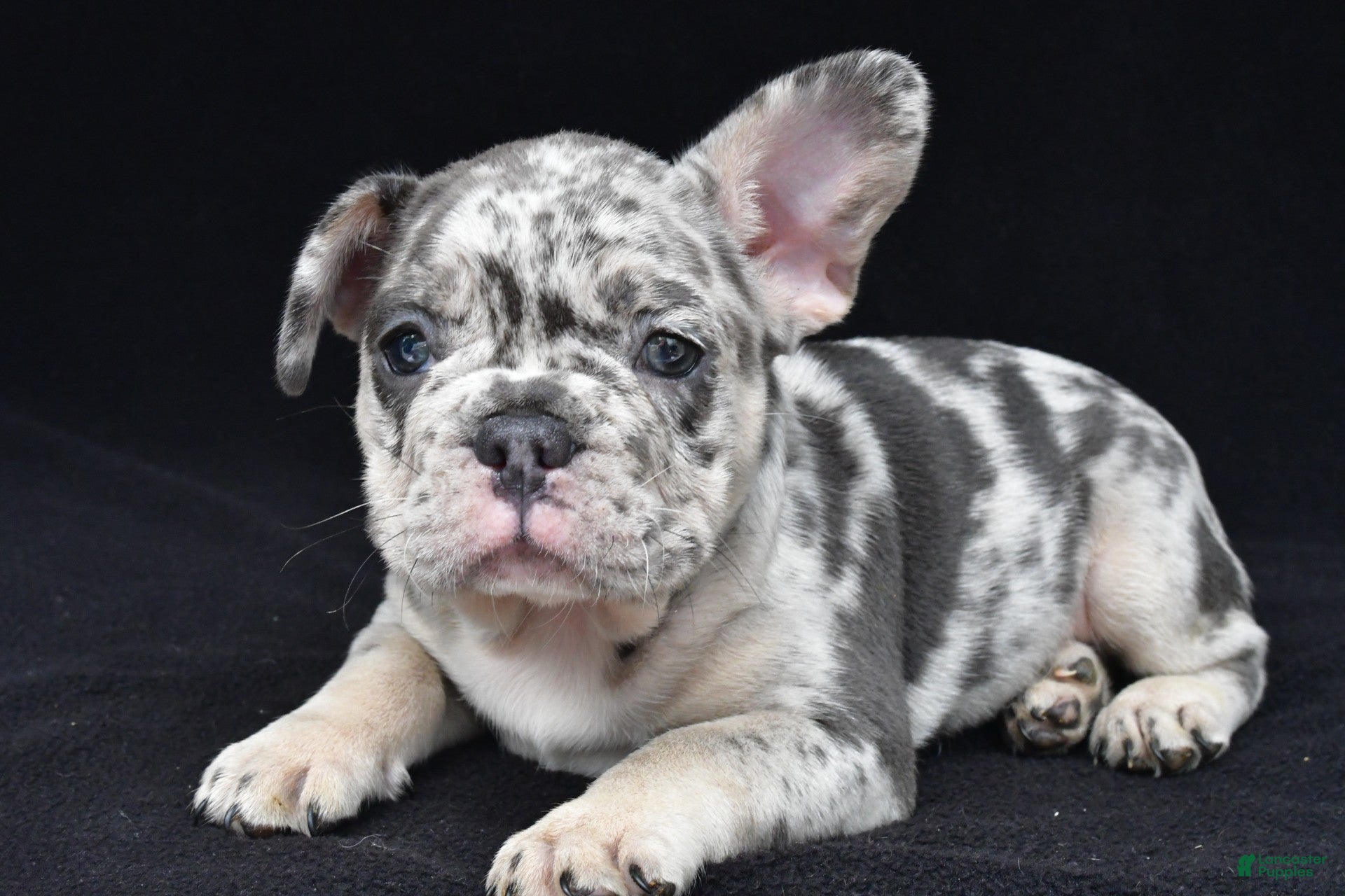 French Bulldog dogs reggie - Ad 1