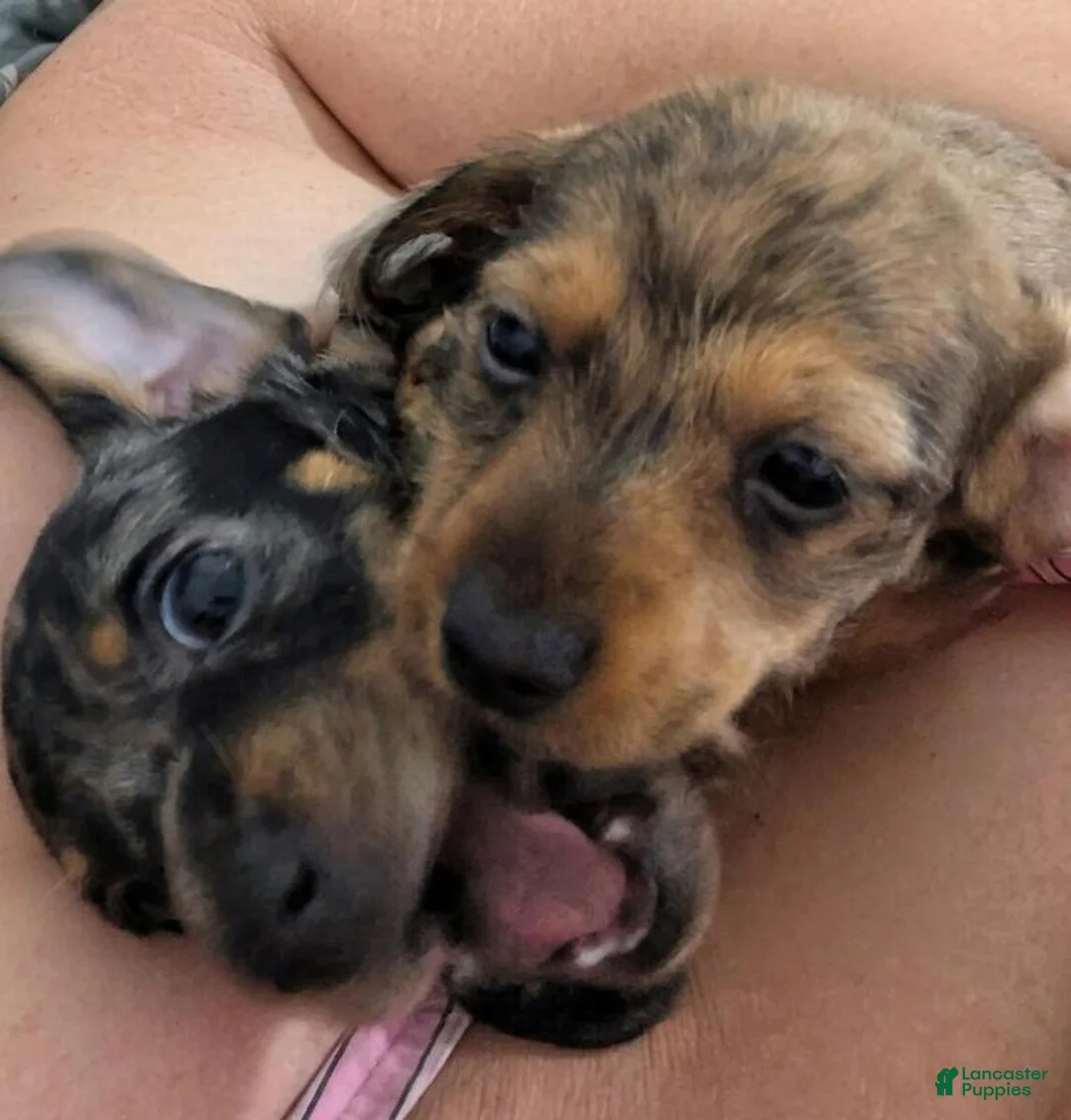 Dachshund dogs for sale: Dasher - Ad 2