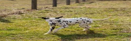 Dalmatian dogs for sale: Hope - Ad 5