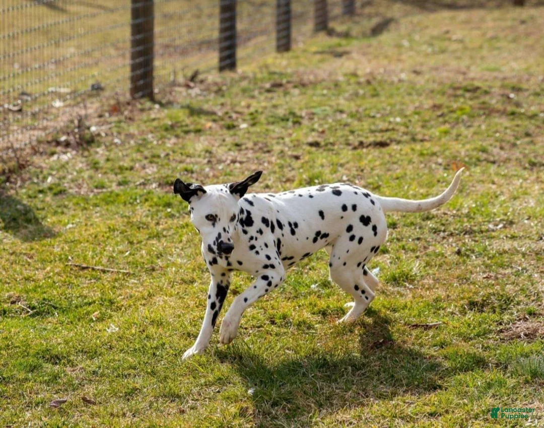 Dalmatian dogs for sale: Hope - Ad 5