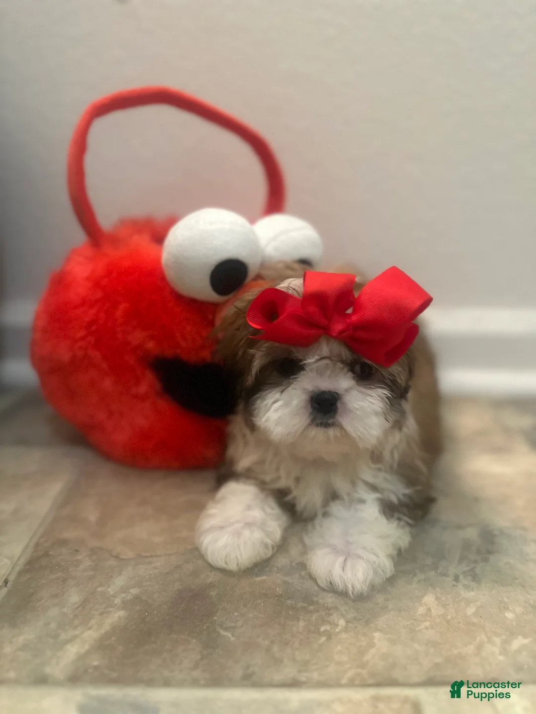 Shih Tzu dogs for sale: Princess  - Ad 2