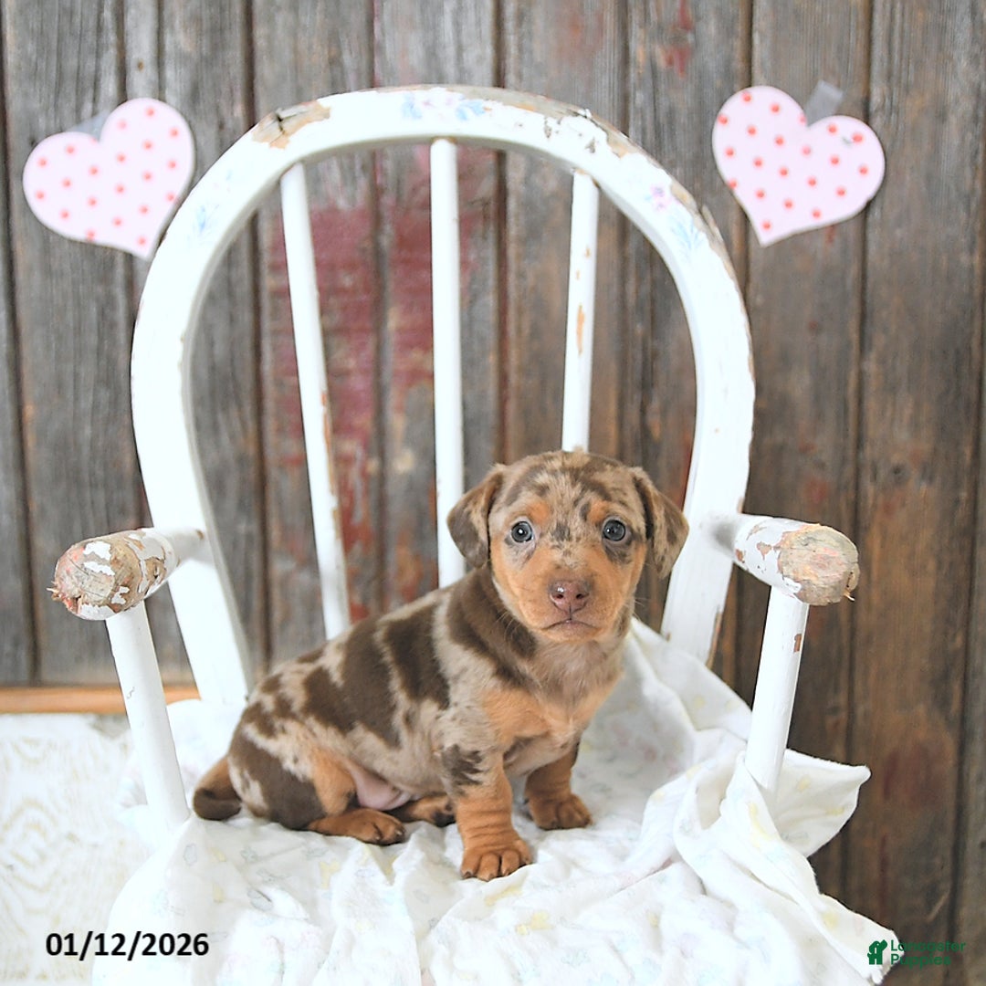 Miniature Dachshund dogs for sale: Bentley - Ad 5