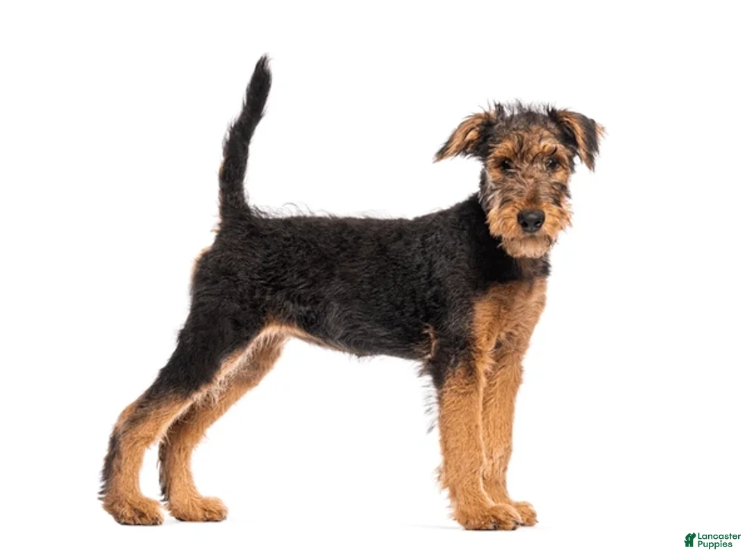 Airedale Terrier dogs for sale: Airedale Terrier Puppy 2 - Ad 1
