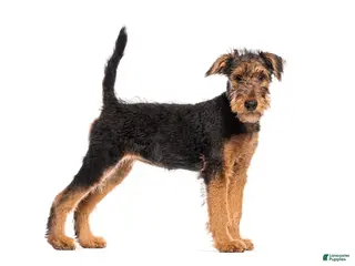 Airedale Terrier dogs Airedale Terrier Puppy 2 - Ad 1