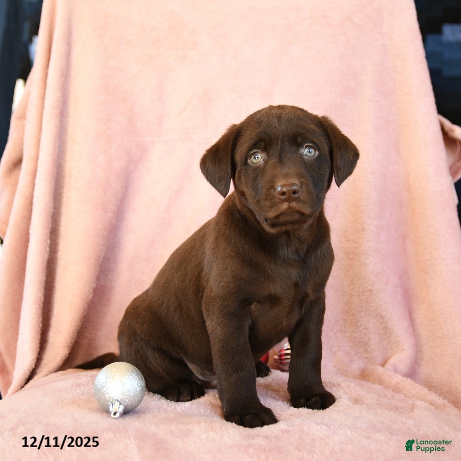 Labrador Retriever dogs Avalanche - Ad 8