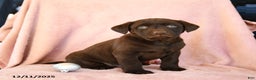 Labrador Retriever dogs for sale: Avalanche - Ad 1