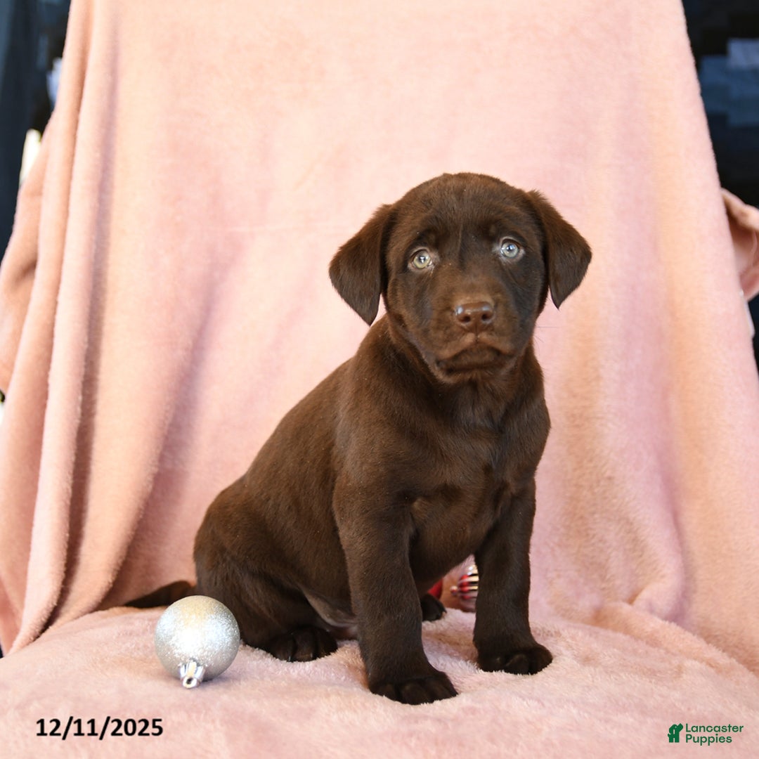 Labrador Retriever dogs for sale: Avalanche - Ad 1