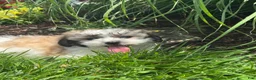 Teddy Bear dogs for sale: Janie  - Ad 2