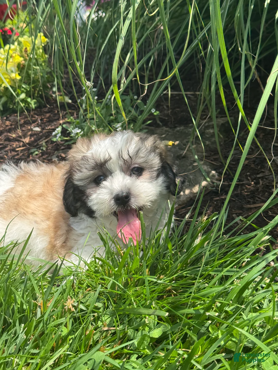 Teddy Bear dogs for sale: Janie  - Ad 2