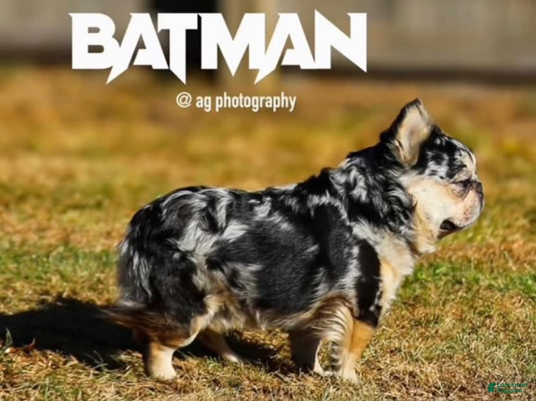 Gallery Image {{count}}