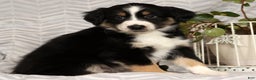 Miniature Australian Shepherd dogs for sale: Jimmy - Ad 2