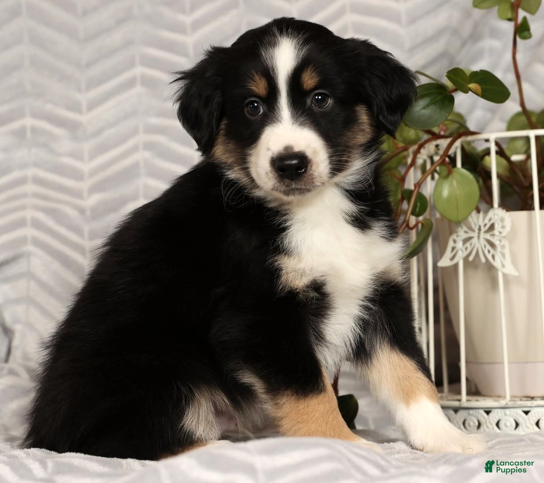 Miniature Australian Shepherd dogs for sale: Jimmy - Ad 2