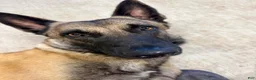 Belgian Malinois dogs for sale: Orion - Ad 8