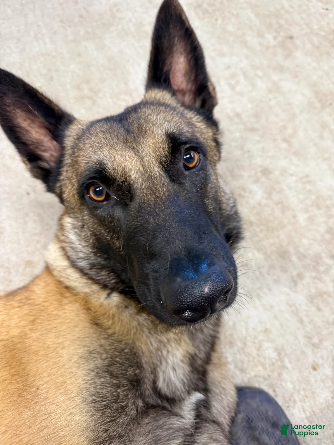 Belgian Malinois dogs for sale: Orion - Ad 8