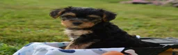 Yorkiepoo dogs for sale: Tony - Ad 4