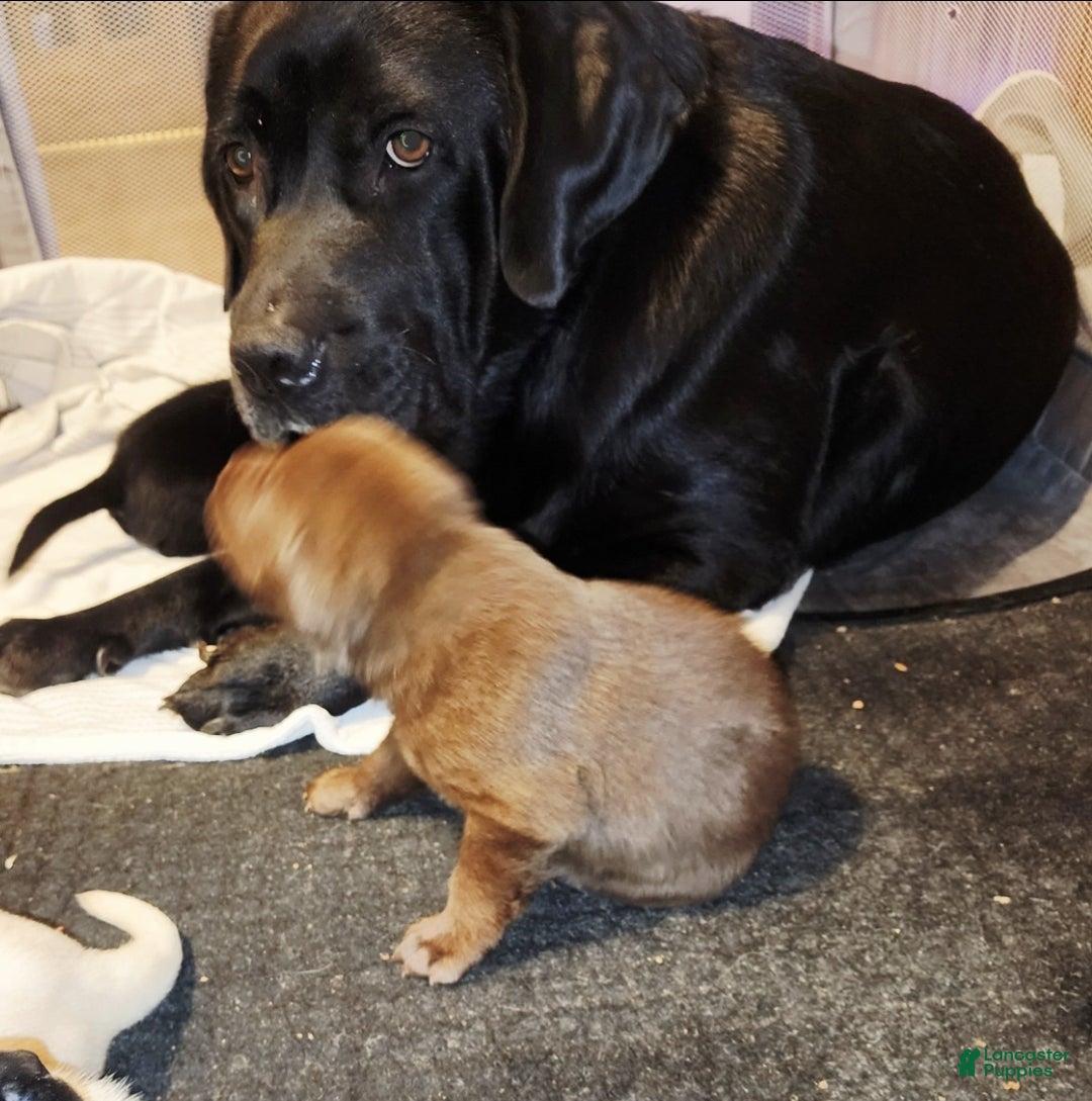 Labrador Retriever dogs for sale: Daisy - Ad 3