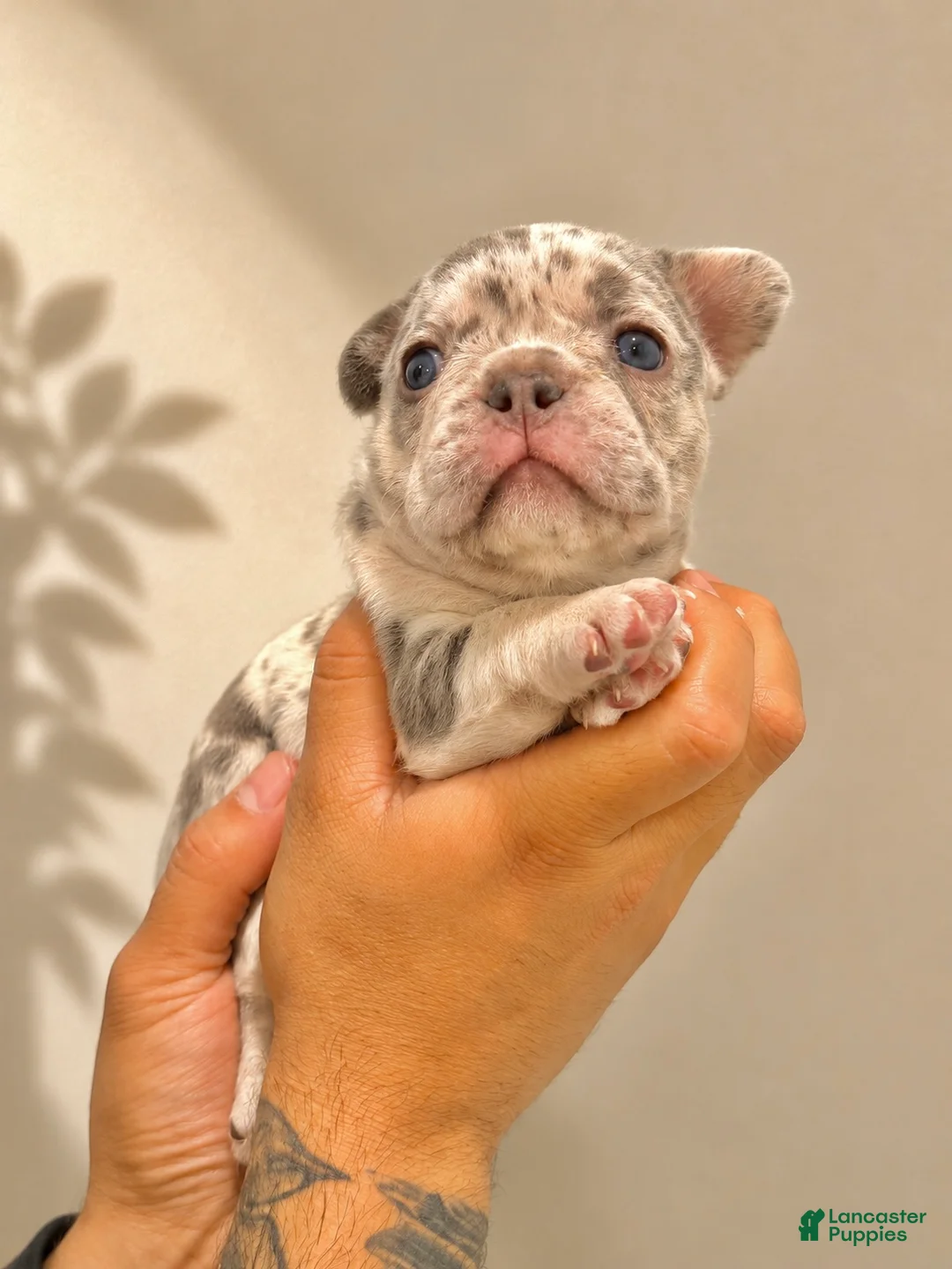 French Bulldog dogs for sale: French Bulldog Puppy 3 - Ad 1