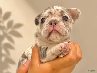 French Bulldog dogs for sale: French Bulldog Puppy 3 - Ad 1