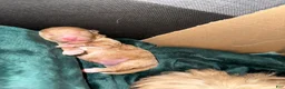 Maltipoo dogs for sale:     Coco - Ad 2