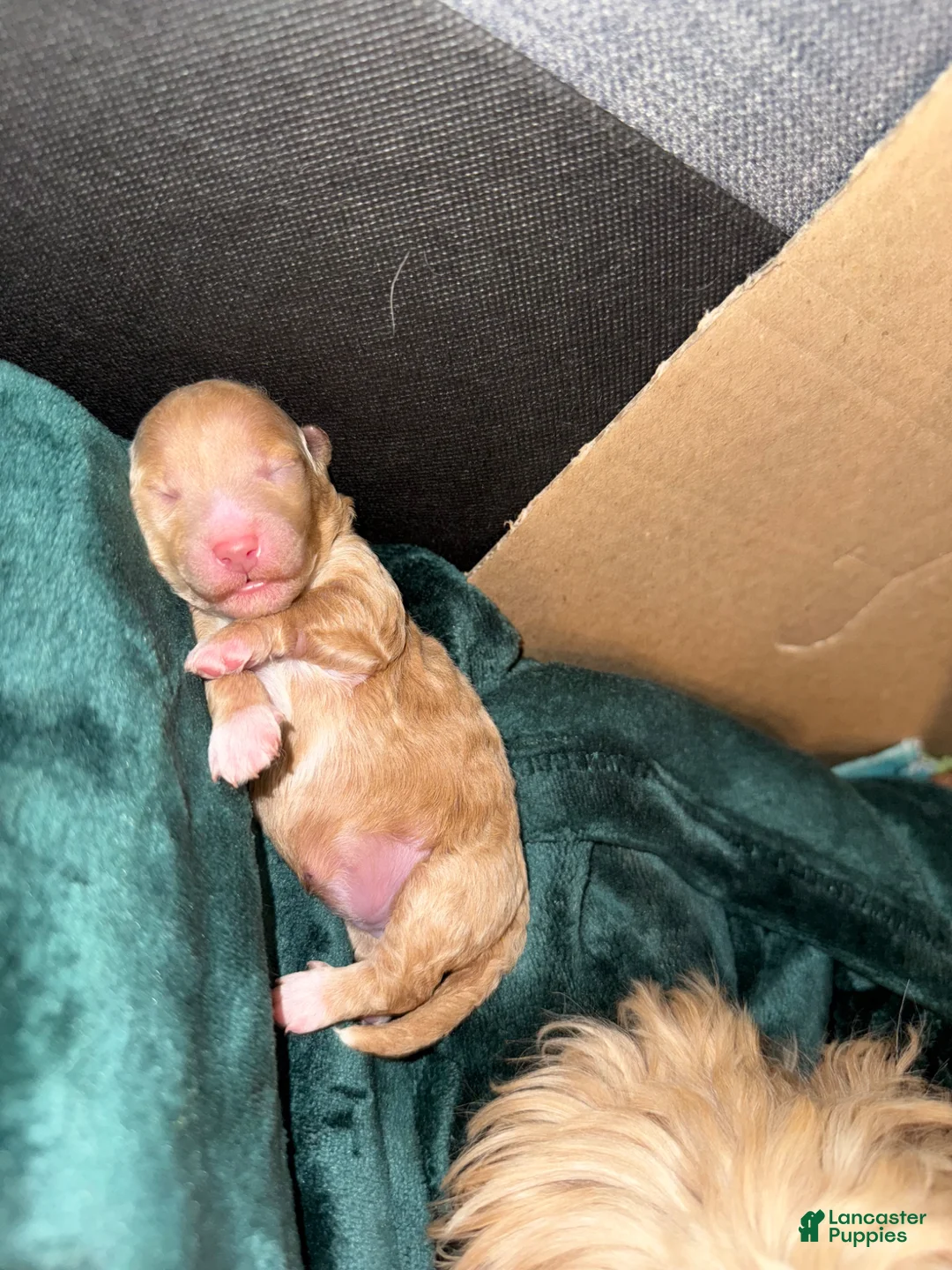 Maltipoo dogs for sale:     Coco - Ad 2