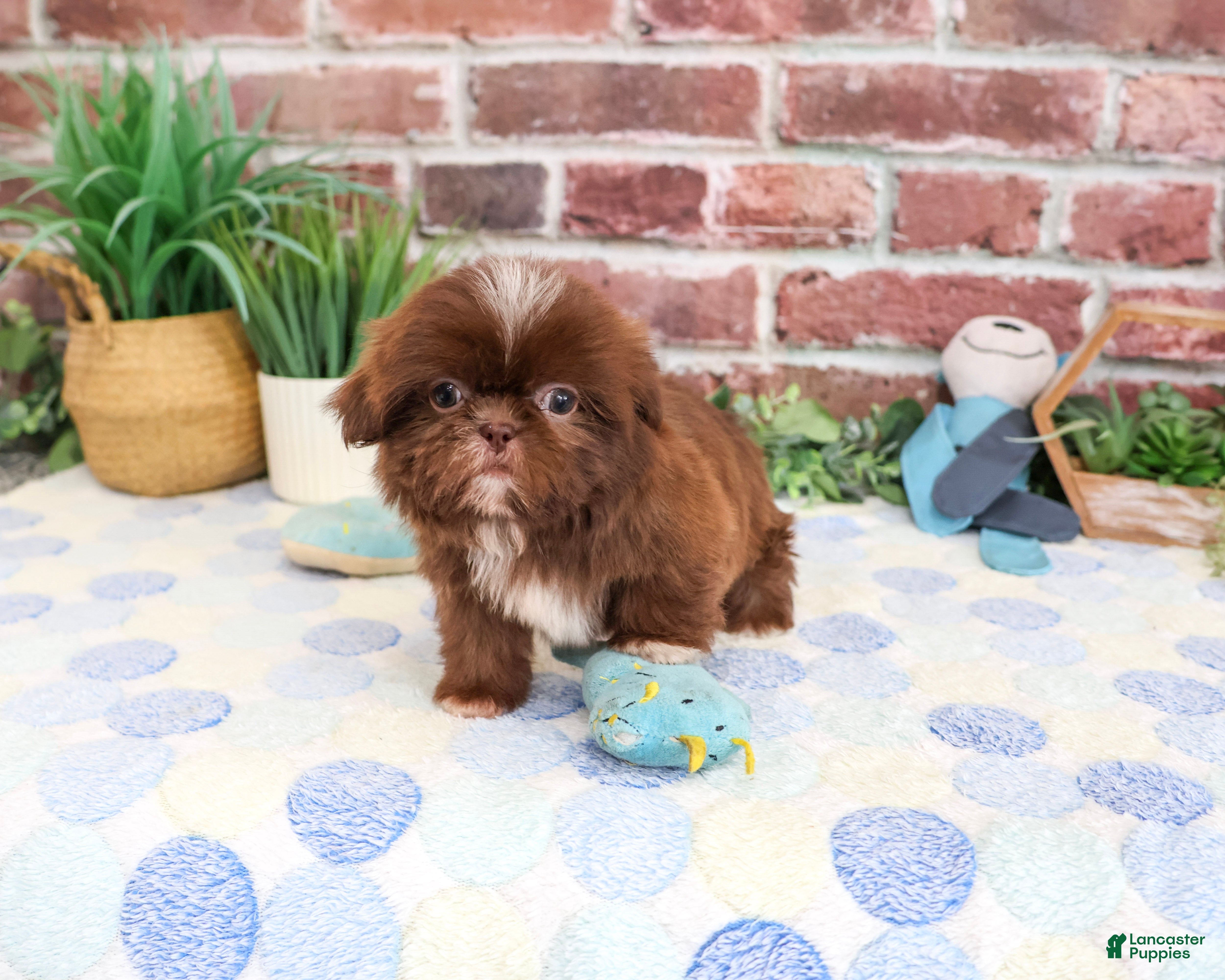 Shih Tzu dogs Diego - Ad 6