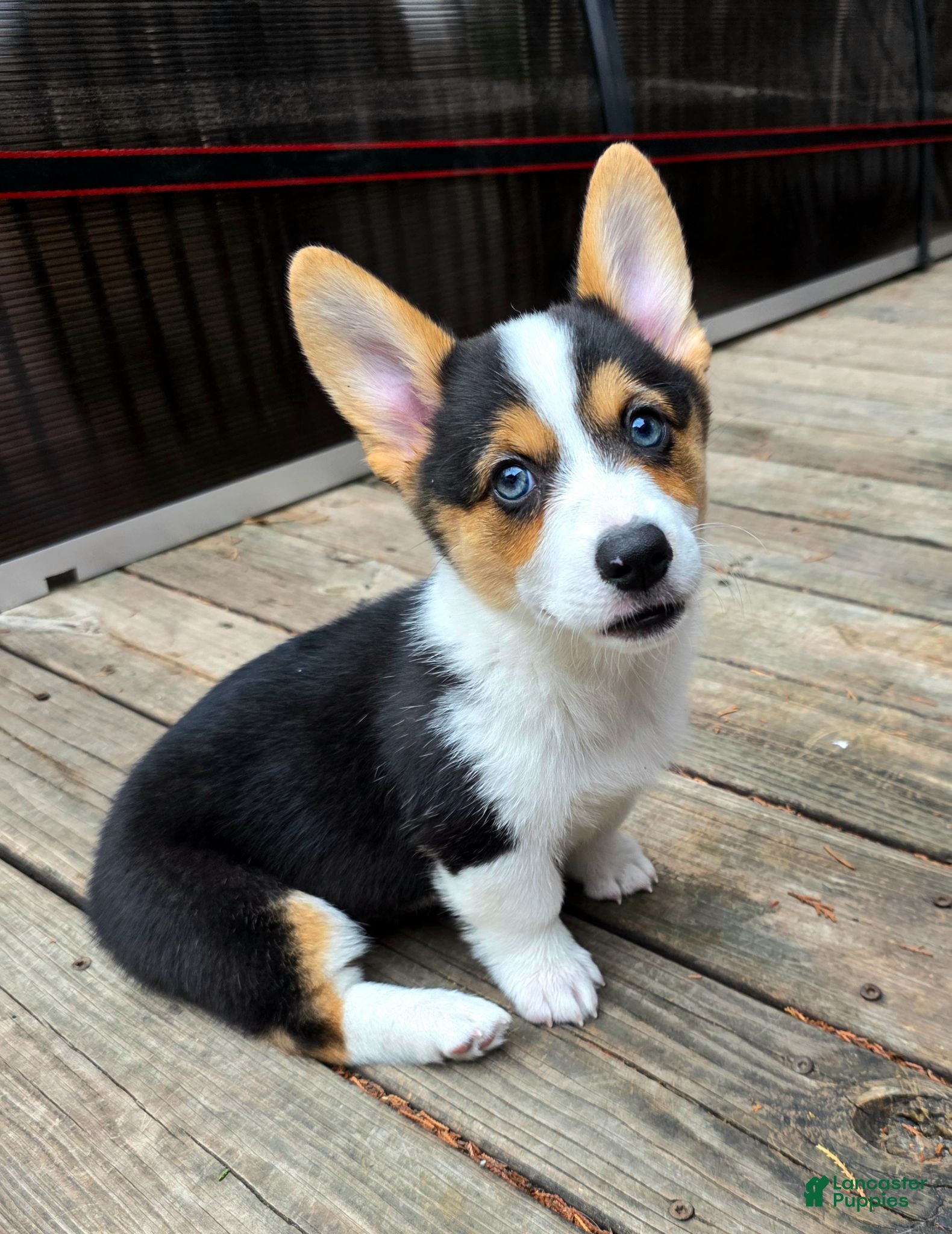 Welsh Corgi Pembroke dogs Welsh Corgi Pembroke 5 - Ad 1