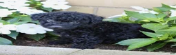 Yorkiepoo dogs for sale: Snickers - Ad 3