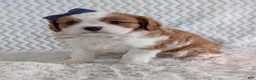 Cavalier King Charles Spaniel dogs for sale: Riley - Ad 16