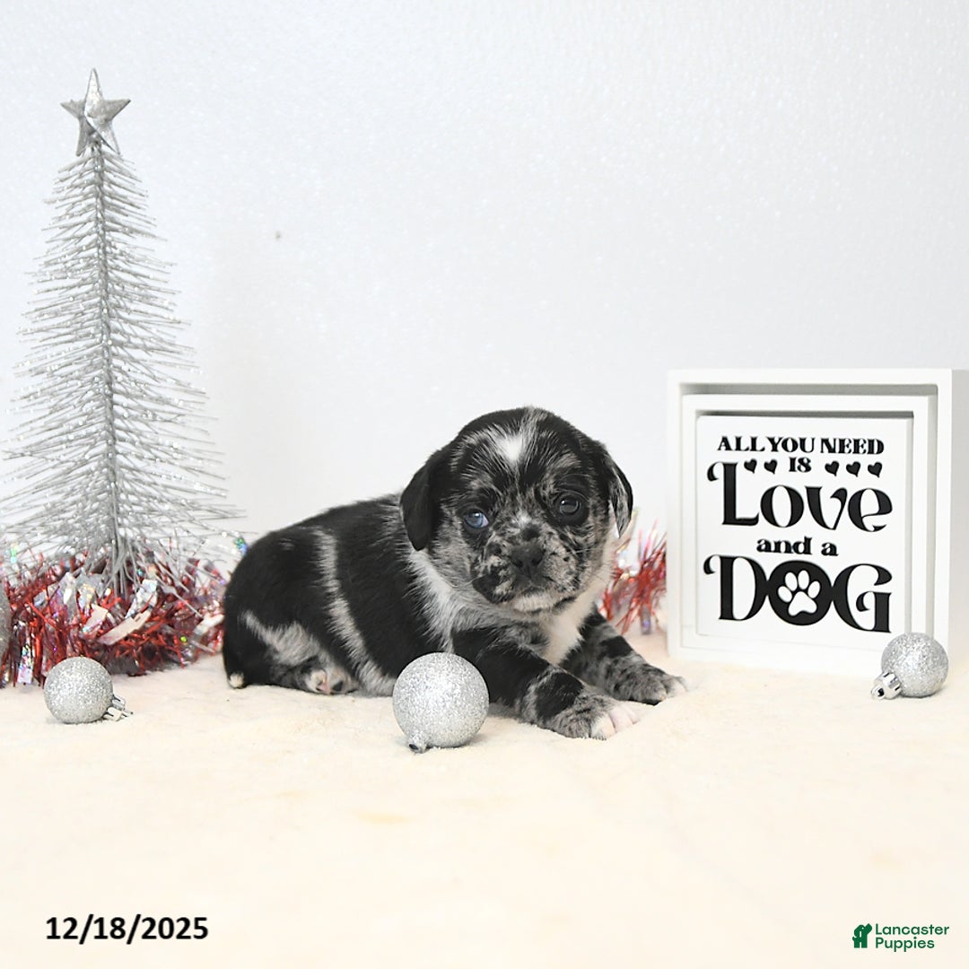 Puggle dogs for sale: Gemma - Ad 4