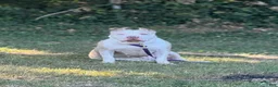 American Bully dogs for sale: Reign  - Ad 3