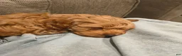 Cockapoo dogs for sale: Bear  - Ad 4