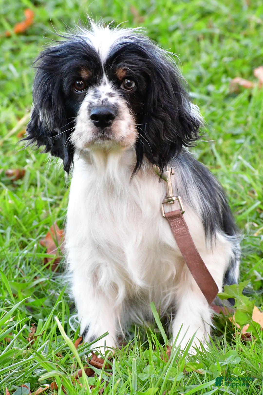 Cockapoo dogs for sale: Cookie - Ad 8