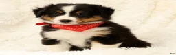Miniature Australian Shepherd dogs for sale: Carter - Ad 7