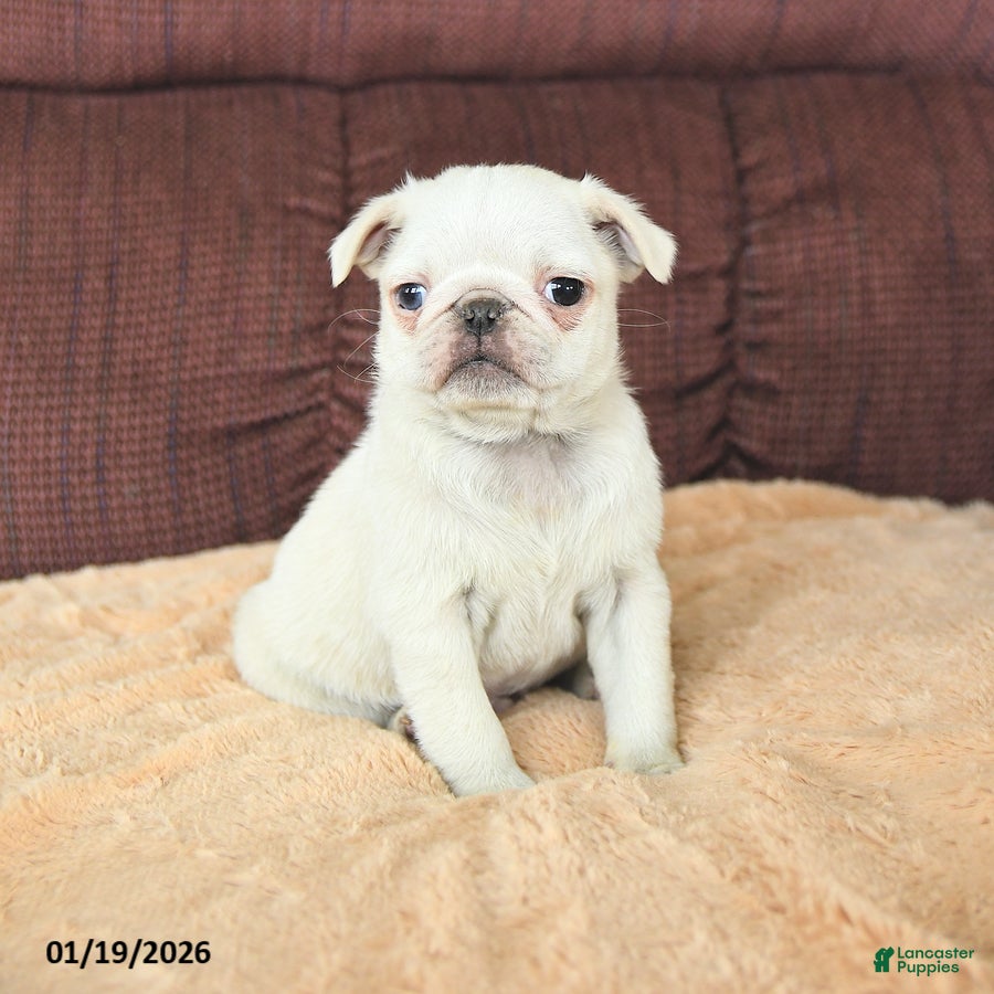 Pug dogs Wellington - Ad 5