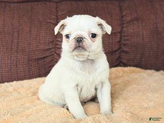 Pug dogs Wellington - Ad 19