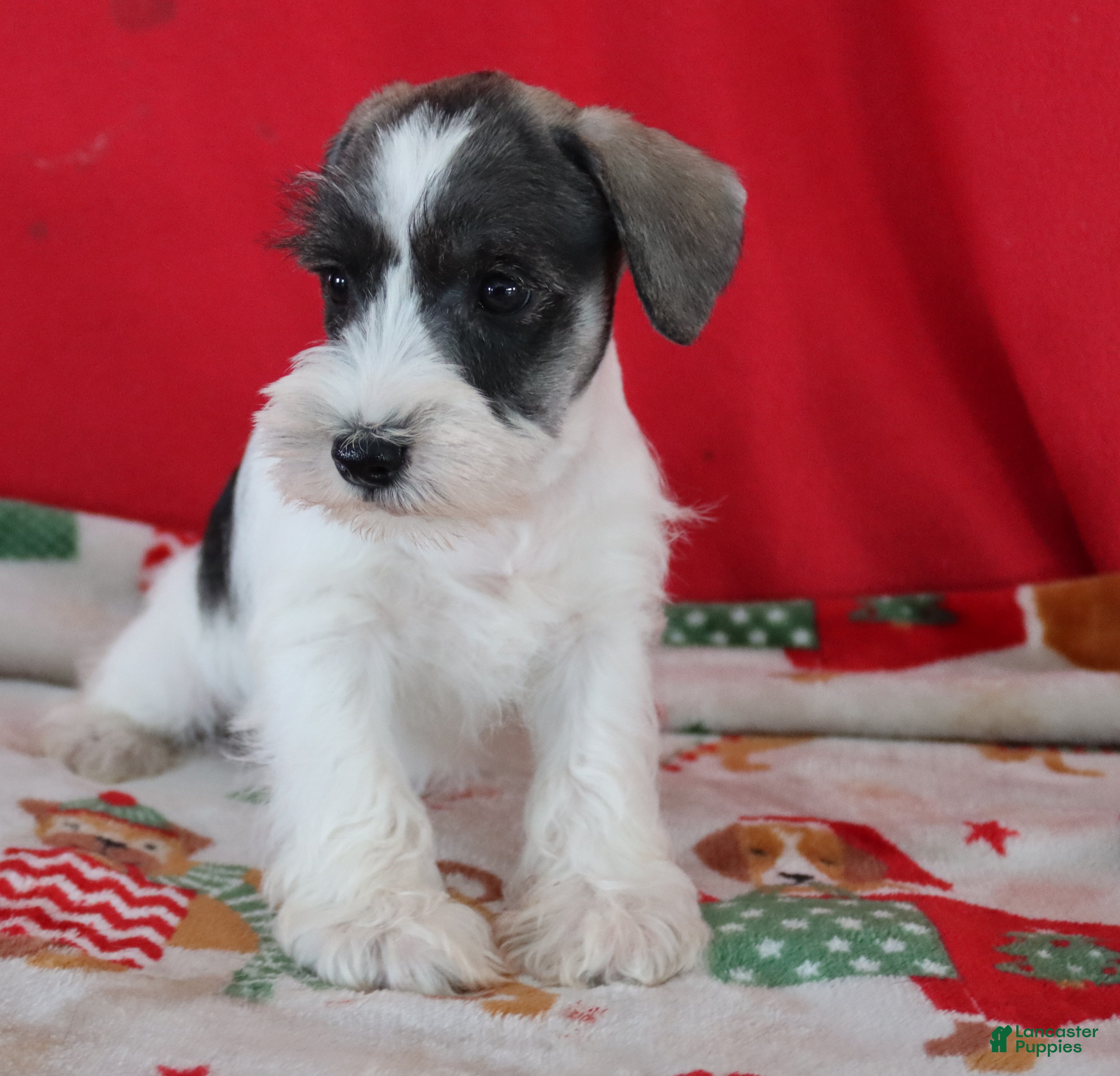 Miniature Schnauzer dogs tara - Ad 9