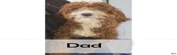 Mini Goldendoodle dogs for sale: Betsy - Ad 10
