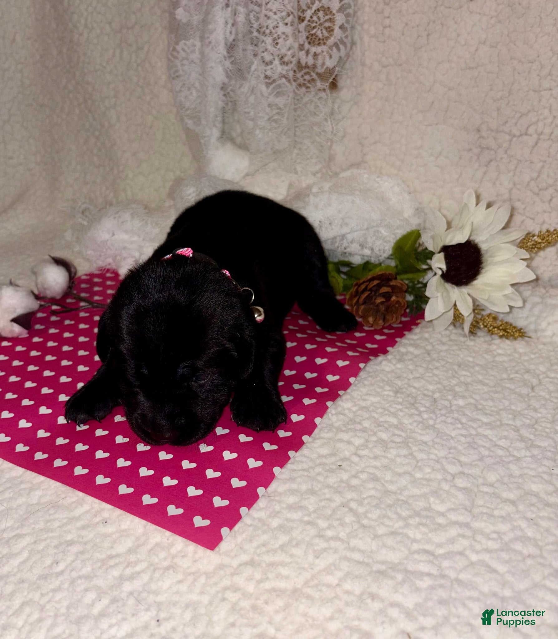 Labrador Retriever dogs Labrador Retriever black female pink collar - Ad 2