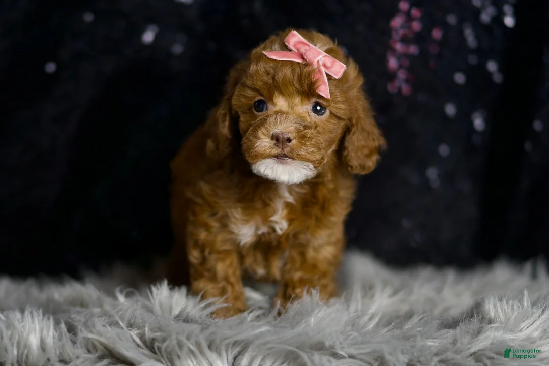 Toy Poodle dogs for sale: Cayenne - Ad 2