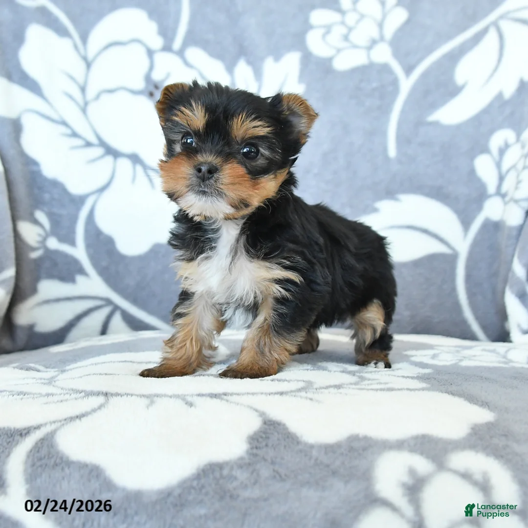 Yorkshire Terrier dogs for sale: Darla - Ad 1