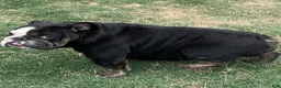 English Bulldog dogs for sale: Yoshi  - Ad 8