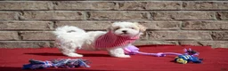 Maltipoo dogs for sale: Diane - Ad 8
