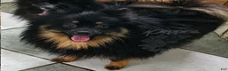 Pomeranian dogs for sale: Pepper's The Way You Make Me Feel - "Waylon" - Ad 3