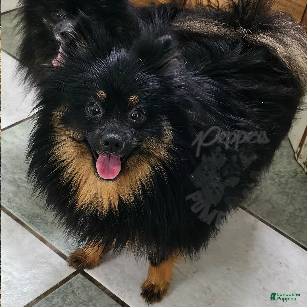 Pomeranian dogs for sale: Pepper's The Way You Make Me Feel - "Waylon" - Ad 3